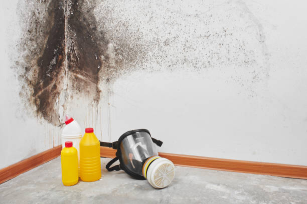 Reliable Carrizozo, NM Mold Removal Solutions