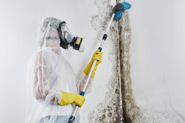 Best Fast Mold Removal  in Carrizozo, NM