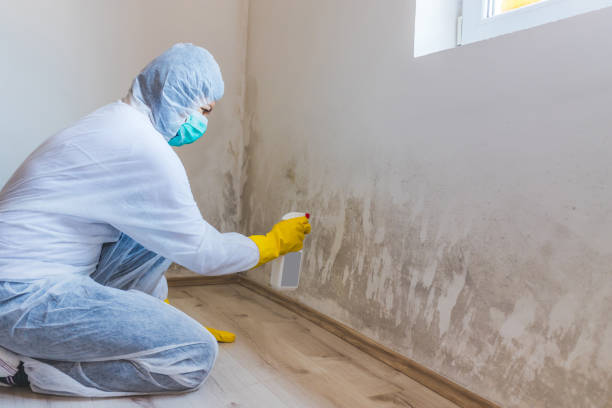 Mold Testing and Removal in Carrizozo, NM