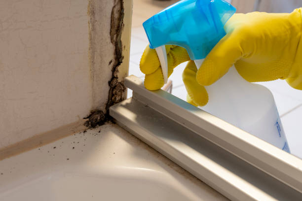 Best Professional Mold Removal  in Carrizozo, NM