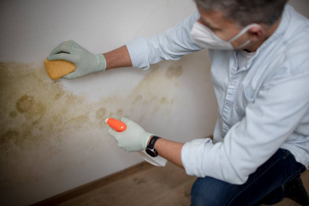 Best Mold Cleaning Services  in Carrizozo, NM