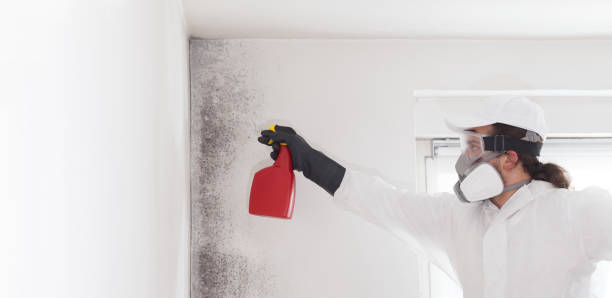 Best Attic Mold Removal  in Carrizozo, NM