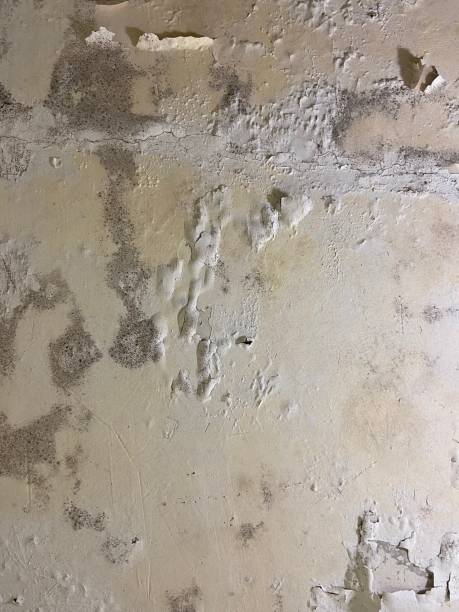 Best Mold Removal Company Near Me  in Carrizozo, NM