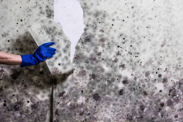 Best Residential Mold Removal  in Carrizozo, NM