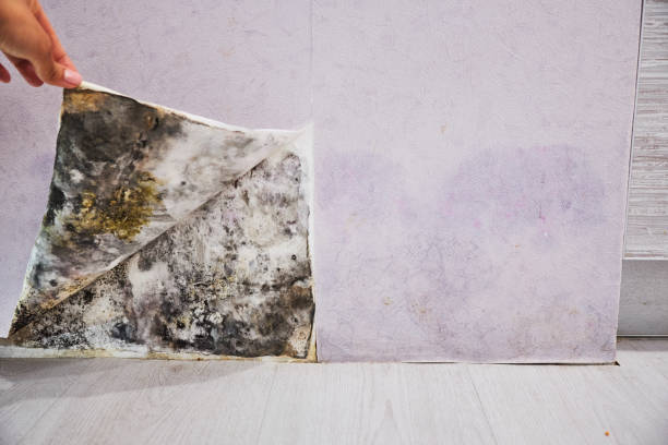 Best Commercial Mold Removal  in Carrizozo, NM